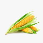 Bac Kan Sweet Corn